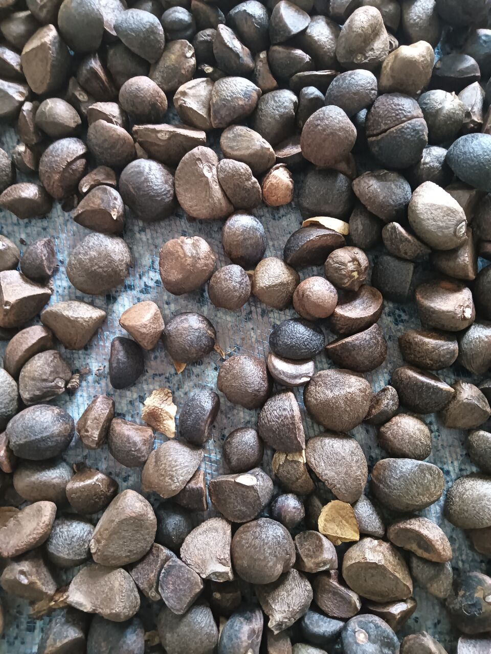 茶叶树跟茶籽树的区别